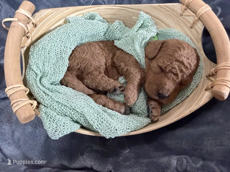 Jagger – Miniature Goldendoodle puppy for sale in Huntington, UT