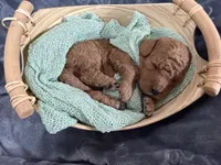 Jagger, a male Miniature Goldendoodle for sale in Huntington, UT – 1 of 9