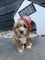 Lennon, a female Miniature Goldendoodle for sale in Huntington, UT – 5 of 9