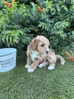 Hendrix, a female Miniature Goldendoodle for sale in Huntington, UT – 3 of 7