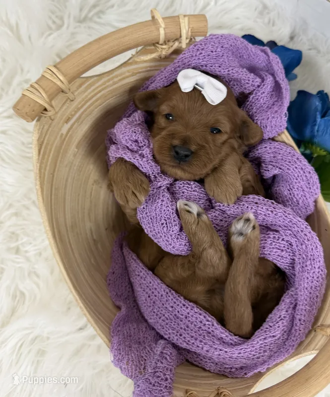 Marley – Miniature Goldendoodle puppy for sale in Huntington, UT