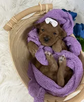 Marley, a female Miniature Goldendoodle for sale in Huntington, UT – 1 of 10