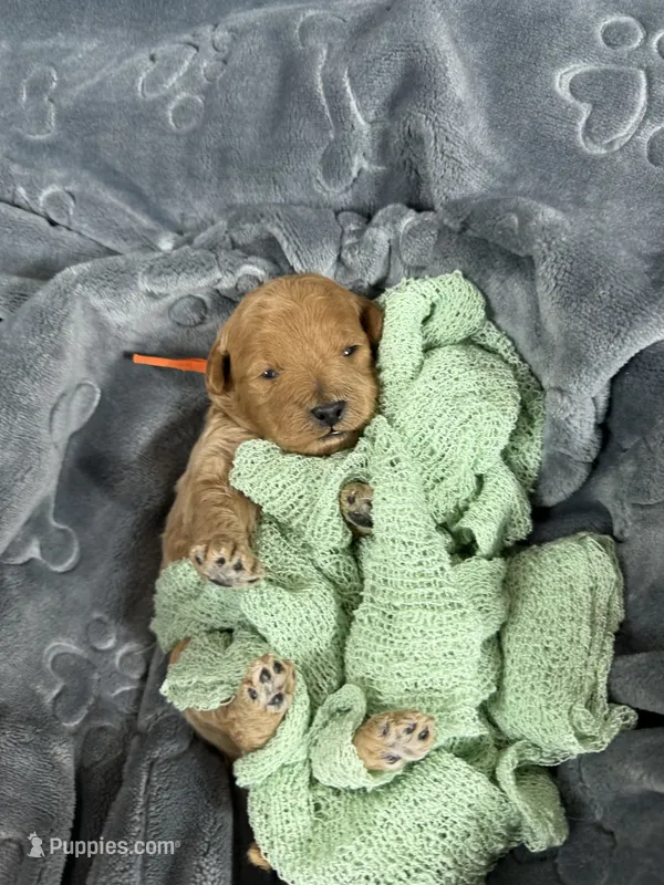 Ozzy – Miniature Goldendoodle puppy for sale in Huntington, UT