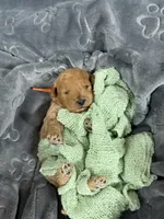 Ozzy, a male Miniature Goldendoodle for sale in Huntington, UT – 1 of 7