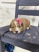 Lennon, a female Miniature Goldendoodle for sale in Huntington, UT – 5 of 7