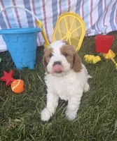 Bowie, a male Miniature Goldendoodle for sale in Huntington, UT – 4 of 10