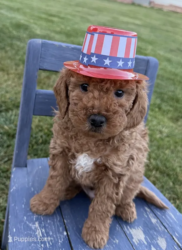Jagger – Miniature Goldendoodle puppy for sale in Huntington, UT