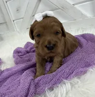 Marley, a female Miniature Goldendoodle for sale in Huntington, UT – 8 of 10