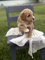 Hendrix, a female Miniature Goldendoodle for sale in Huntington, UT – 5 of 7