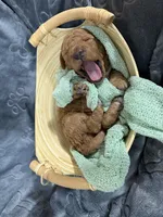 Jagger, a male Miniature Goldendoodle for sale in Huntington, UT – 4 of 9