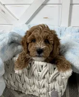 Hendrix, a male Miniature Goldendoodle for sale in Huntington, UT – 8 of 10