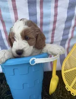 Bowie, a male Miniature Goldendoodle for sale in Huntington, UT – 2 of 10