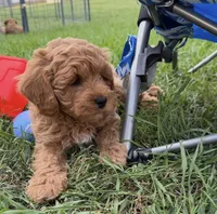 Ozzy, a male Miniature Goldendoodle for sale in Huntington, UT – 3 of 10