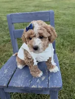 Lennon, a female Miniature Goldendoodle for sale in Huntington, UT – 7 of 9