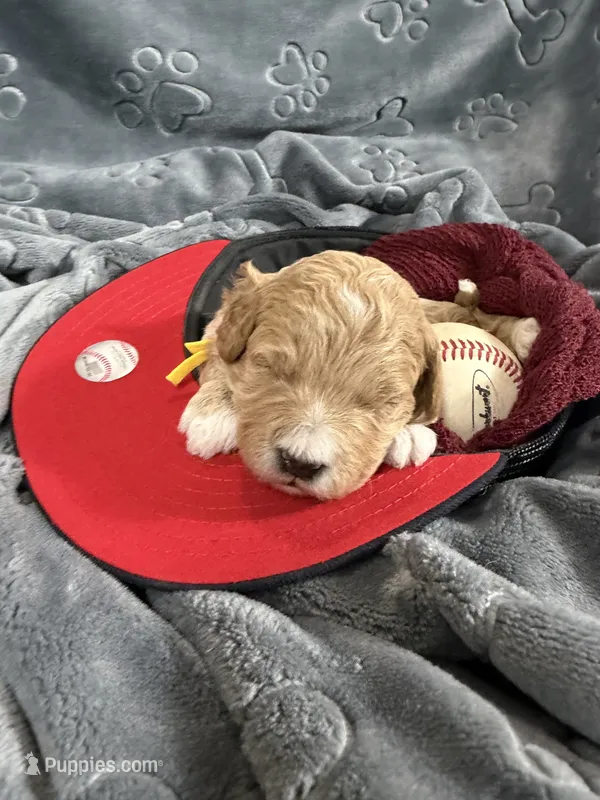 Hendrix  – Miniature Goldendoodle puppy for sale in Huntington, UT