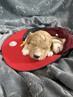 Hendrix , a male Miniature Goldendoodle for sale in Huntington, UT – 1 of 7