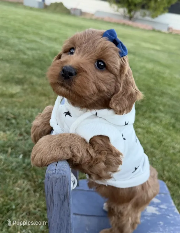 Marley – Miniature Goldendoodle puppy for sale in Huntington, UT