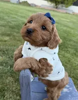 Marley, a female Miniature Goldendoodle for sale in Huntington, UT – 4 of 10