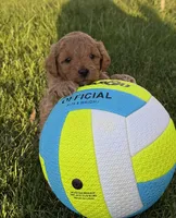 Ozzy, a male Miniature Goldendoodle for sale in Huntington, UT – 8 of 10