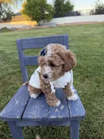 Lennon, a female Miniature Goldendoodle for sale in Huntington, UT – 4 of 9