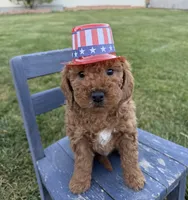 Jagger, a male Miniature Goldendoodle for sale in Huntington, UT – 2 of 5