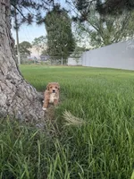 Hendrix, a female Miniature Goldendoodle for sale in Huntington, UT – 7 of 7