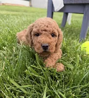 Jagger, a male Miniature Goldendoodle for sale in Huntington, UT – 2 of 10