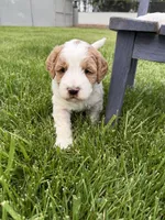 Bowie, a male Miniature Goldendoodle for sale in Huntington, UT – 6 of 10