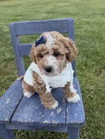Lennon, a female Miniature Goldendoodle for sale in Huntington, UT – 3 of 9
