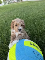 Hendrix, a female Miniature Goldendoodle for sale in Huntington, UT – 2 of 7
