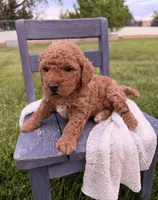 Jagger, a male Miniature Goldendoodle for sale in Huntington, UT – 4 of 10