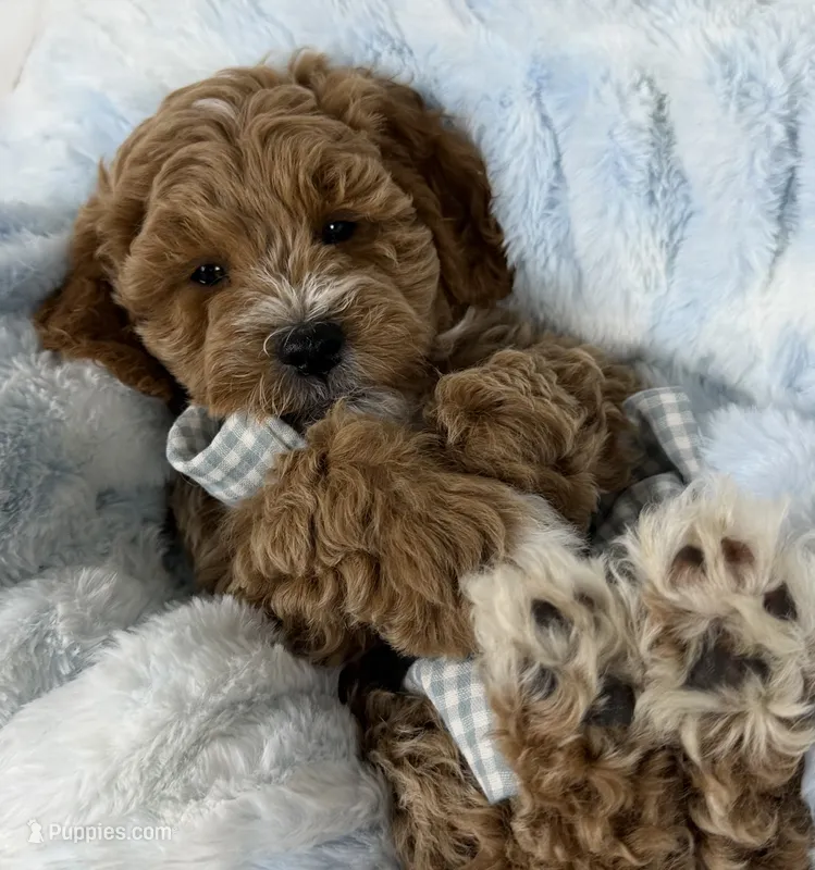 Hendrix – Miniature Goldendoodle puppy for sale in Huntington, UT
