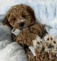 Hendrix, a male Miniature Goldendoodle for sale in Huntington, UT – 2 of 10