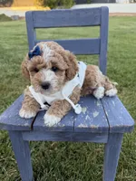 Lennon, a female Miniature Goldendoodle for sale in Huntington, UT – 2 of 9