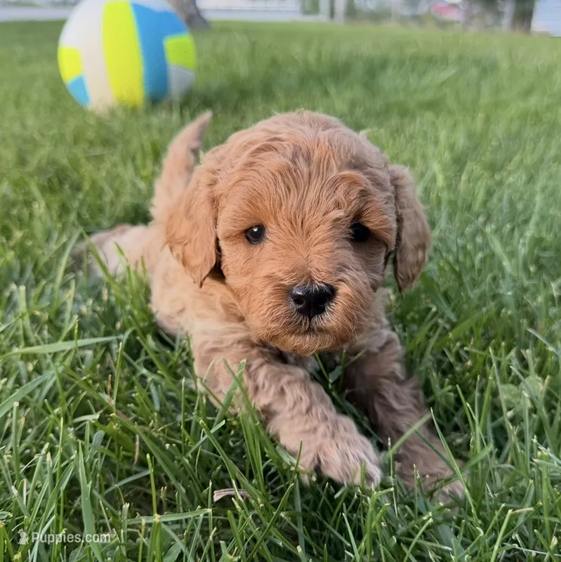 Ozzy – Miniature Goldendoodle puppy for sale in Huntington, UT