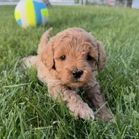 Ozzy, a male Miniature Goldendoodle for sale in Huntington, UT – 6 of 10