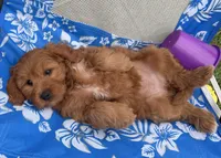 Marley, a female Miniature Goldendoodle for sale in Huntington, UT – 3 of 10