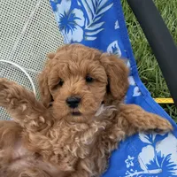 Ozzy, a male Miniature Goldendoodle for sale in Huntington, UT – 2 of 10