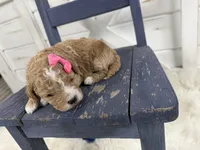 Lennon, a female Miniature Goldendoodle for sale in Huntington, UT – 4 of 7