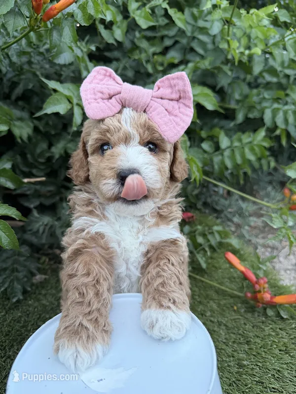 Lennon – Miniature Goldendoodle puppy for sale in Huntington, UT