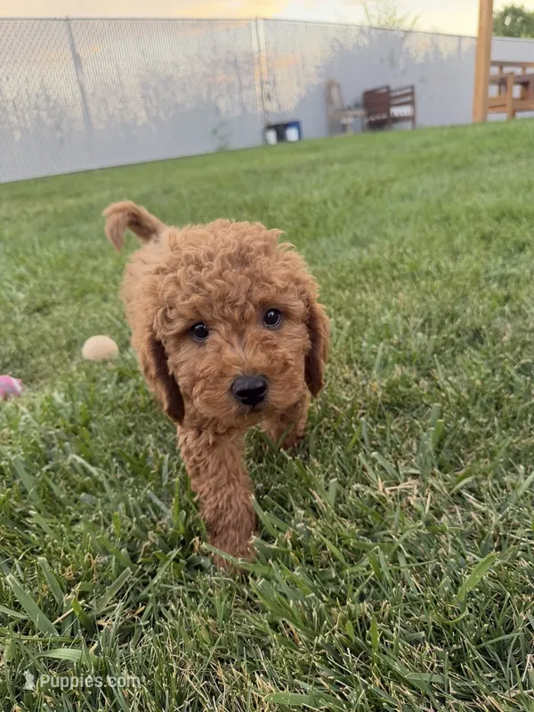 Jagger – Miniature Goldendoodle puppy for sale in Huntington, UT