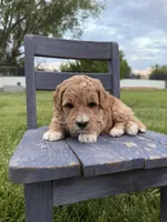 Hendrix, a female Miniature Goldendoodle for sale in Huntington, UT – 6 of 7