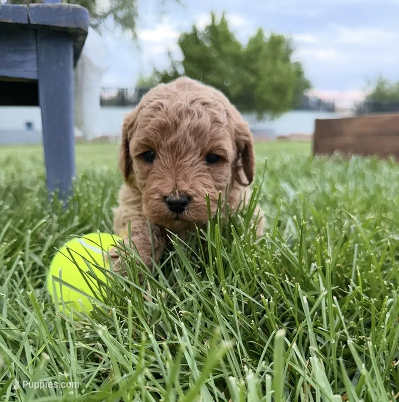 Ozzy – Miniature Goldendoodle puppy for sale in Huntington, UT