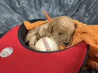 Ozzy, a male Miniature Goldendoodle for sale in Huntington, UT – 2 of 7