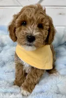Hendrix, a male Miniature Goldendoodle for sale in Huntington, UT – 3 of 10