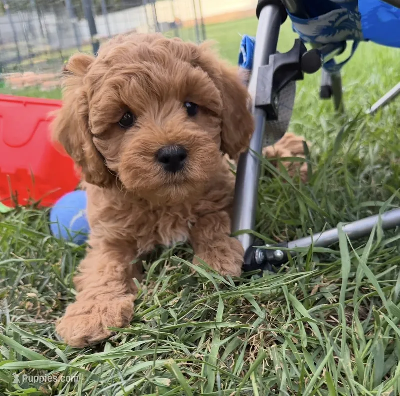 Ozzy – Miniature Goldendoodle puppy for sale in Huntington, UT