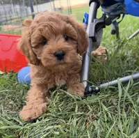 Ozzy, a male Miniature Goldendoodle for sale in Huntington, UT – 1 of 10