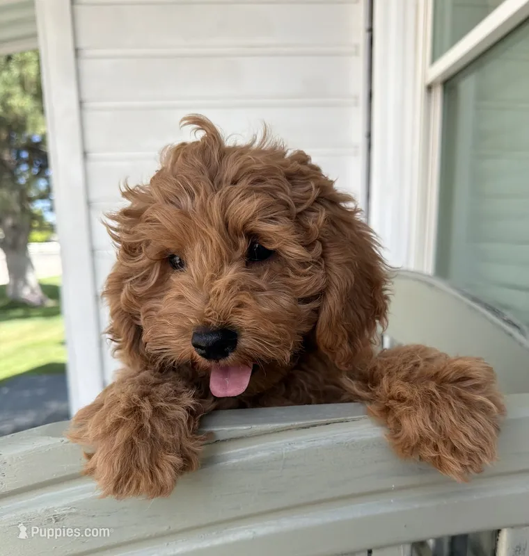 Ozzy – Miniature Goldendoodle puppy for sale in Huntington, UT