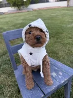 Jagger, a male Miniature Goldendoodle for sale in Huntington, UT – 5 of 5