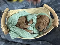 Jagger, a male Miniature Goldendoodle for sale in Huntington, UT – 3 of 9
